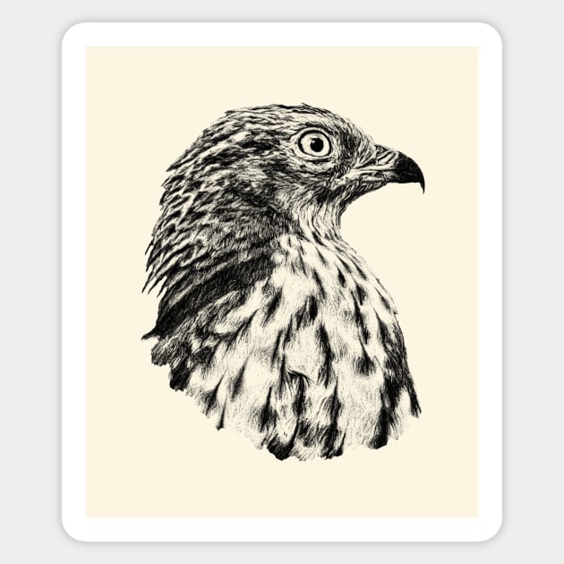 Honey buzzard Sticker by Guardi